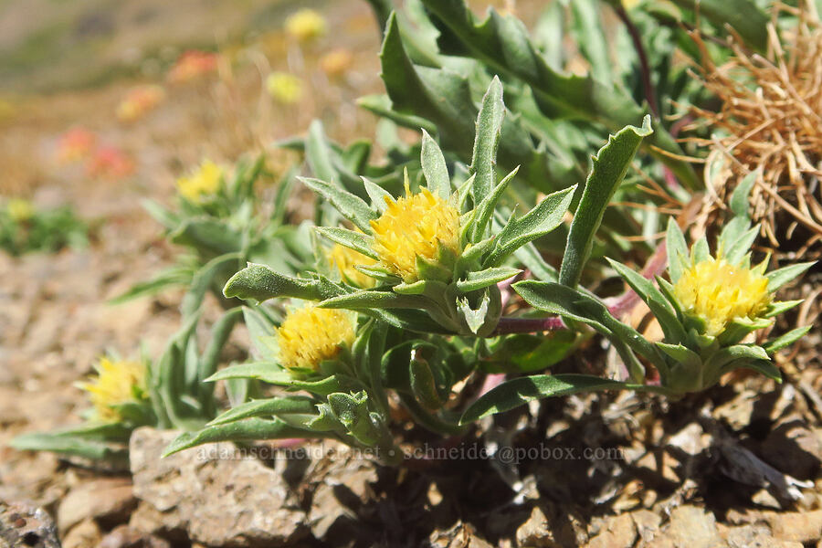 Cusick's golden-weed (Pyrrocoma carthamoides var. cusickii (Haplopappus carthamoides)) [east of Wildhorse Lake, Steens Mountain, Harney County, Oregon]