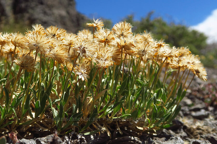 stemless goldenweed, gone to seed (Stenotus acaulis (Haplopappus acaulis)) [east of Wildhorse Lake, Steens Mountain, Harney County, Oregon]