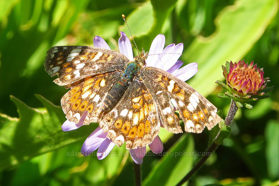 field crescent butterfly (Phyciodes pulchella) [east of Wildhorse Lake, Steens Mountain, Harney County, Oregon]