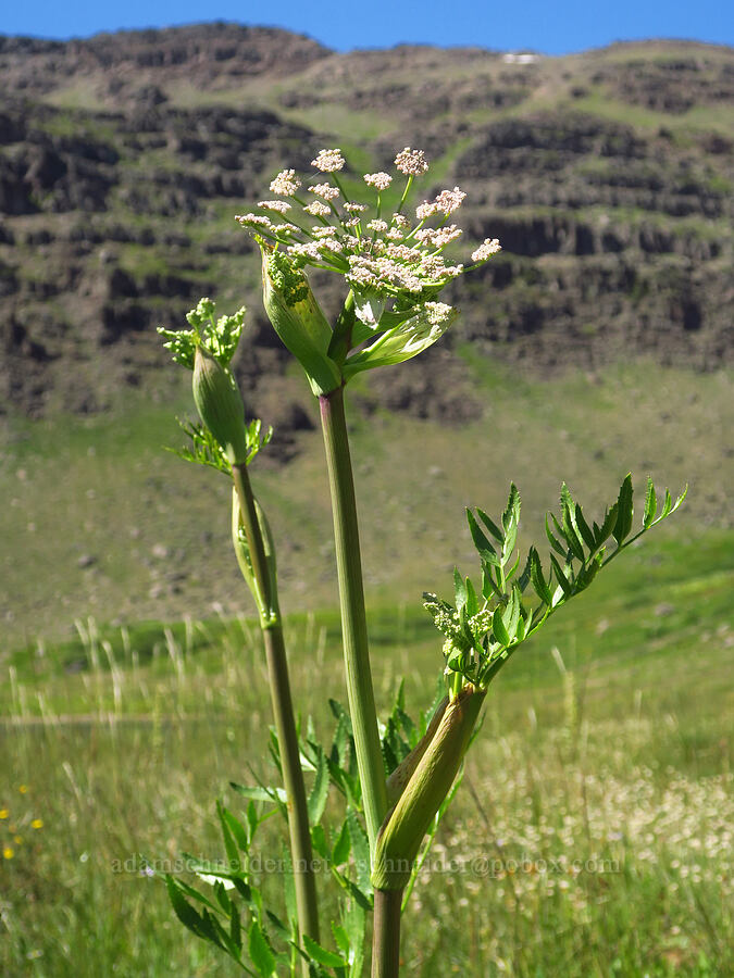 sharp-tooth angelica (Angelica arguta) [east of Wildhorse Lake, Steens Mountain, Harney County, Oregon]