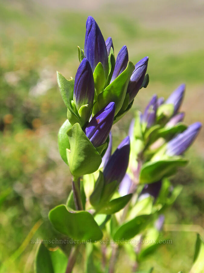 pleated gentian (Gentiana affinis) [Wildhorse Lake, Steens Mountain, Harney County, Oregon]