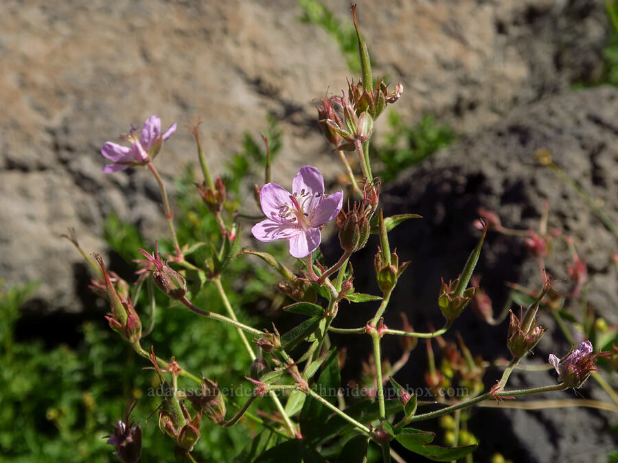 sticky geranium, flowering & fruiting (Geranium viscosissimum) [south of Wildhorse Lake, Steens Mountain, Harney County, Oregon]
