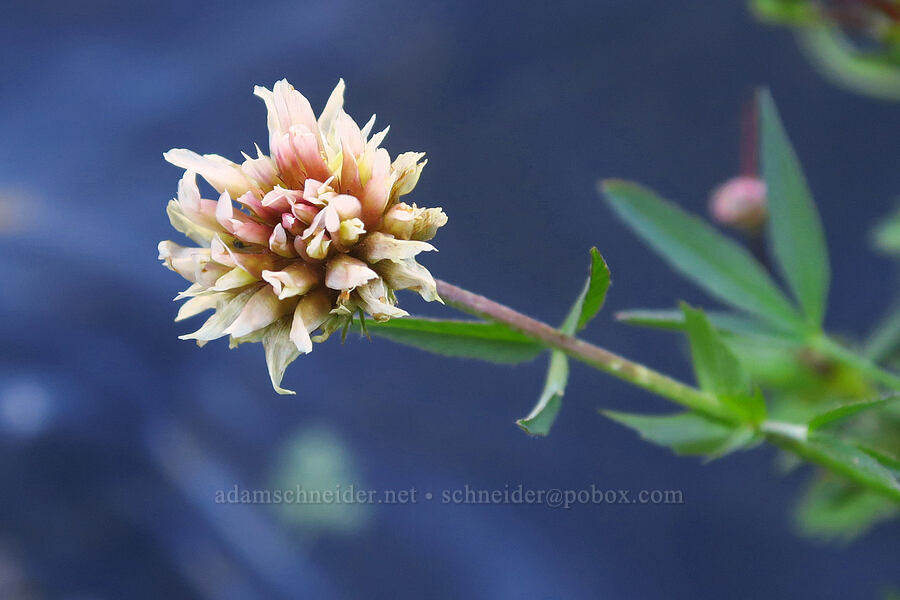long-stalk clover (Trifolium longipes) [Wildhorse Lake, Steens Mountain, Harney County, Oregon]