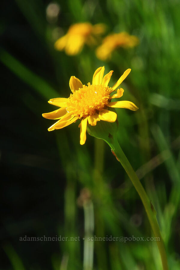 alpine meadow groundsel (Packera subnuda var. subnuda (Senecio cymbalarioides)) [Wildhorse Lake, Steens Mountain, Harney County, Oregon]