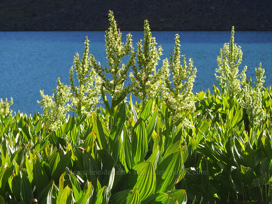 California corn lilies (Veratrum californicum var. californicum) [Wildhorse Lake, Steens Mountain, Harney County, Oregon]
