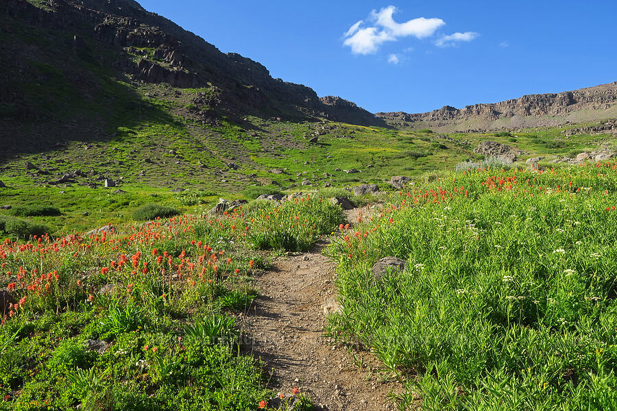 wildflowers (Castilleja miniata, Arnica longifolia, Hymenoxys hoopesii, Ligusticum grayi) [Wildhorse Lake Trail, Steens Mountain, Harney County, Oregon]