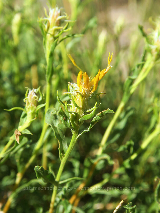 shrubby/single-head golden-bush (Ericameria suffruticosa (Haplopappus suffruticosus)) [Wildhorse Lake Trail, Steens Mountain, Harney County, Oregon]