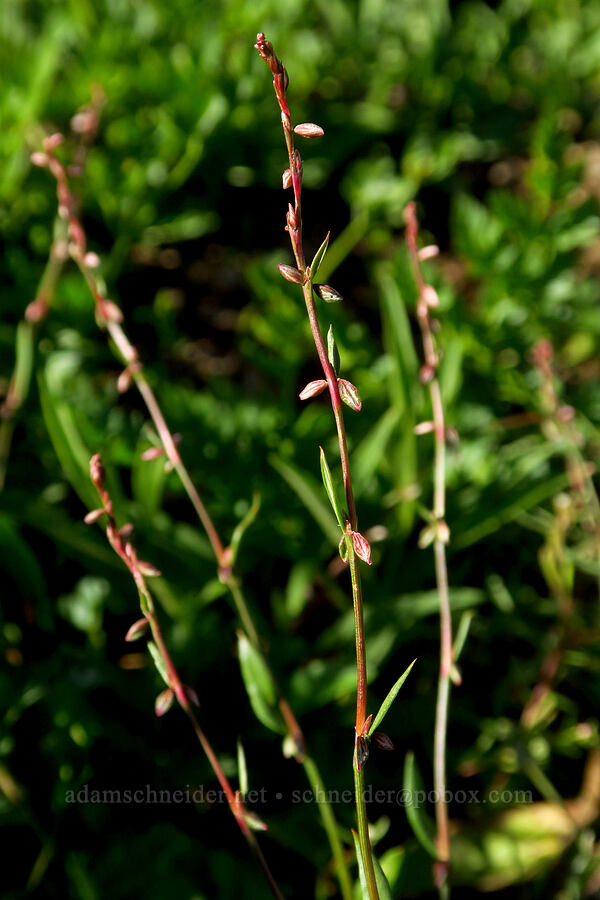 Douglas' knotweed (Polygonum douglasii) [Wildhorse Lake Trail, Steens Mountain, Harney County, Oregon]