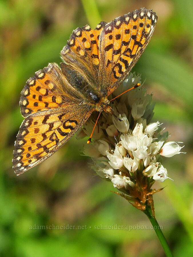 Mormon fritillary butterfly on bistort (Argynnis mormonia (Speyeria mormonia), Bistorta bistortoides (Polygonum bistortoides)) [Winchester Mountain Trail, Mt. Baker Wilderness, Whatcom County, Washington]