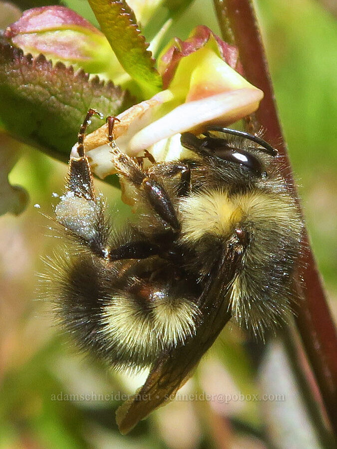 Sitka bumblebee on sickle-top lousewort (Bombus sitkensis, Pedicularis racemosa) [Winchester Mountain Trail, Mt. Baker Wilderness, Whatcom County, Washington]