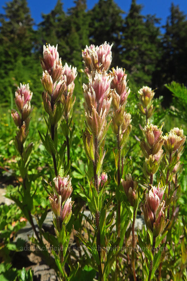 white paintbrush (Castilleja parviflora var. albida) [Winchester Mountain Trail, Mt. Baker Wilderness, Whatcom County, Washington]