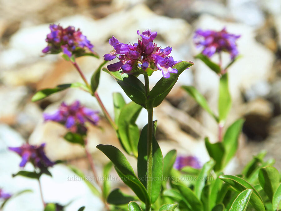 small-flowered penstemon (Penstemon procerus var. tolmiei) [Winchester Mountain Trail, Mt. Baker Wilderness, Whatcom County, Washington]