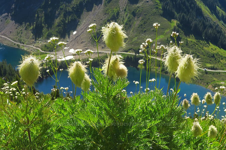 western pasqueflower seed heads (Anemone occidentalis (Pulsatilla occidentalis)) [Winchester Mountain Trail, Mt. Baker Wilderness, Whatcom County, Washington]