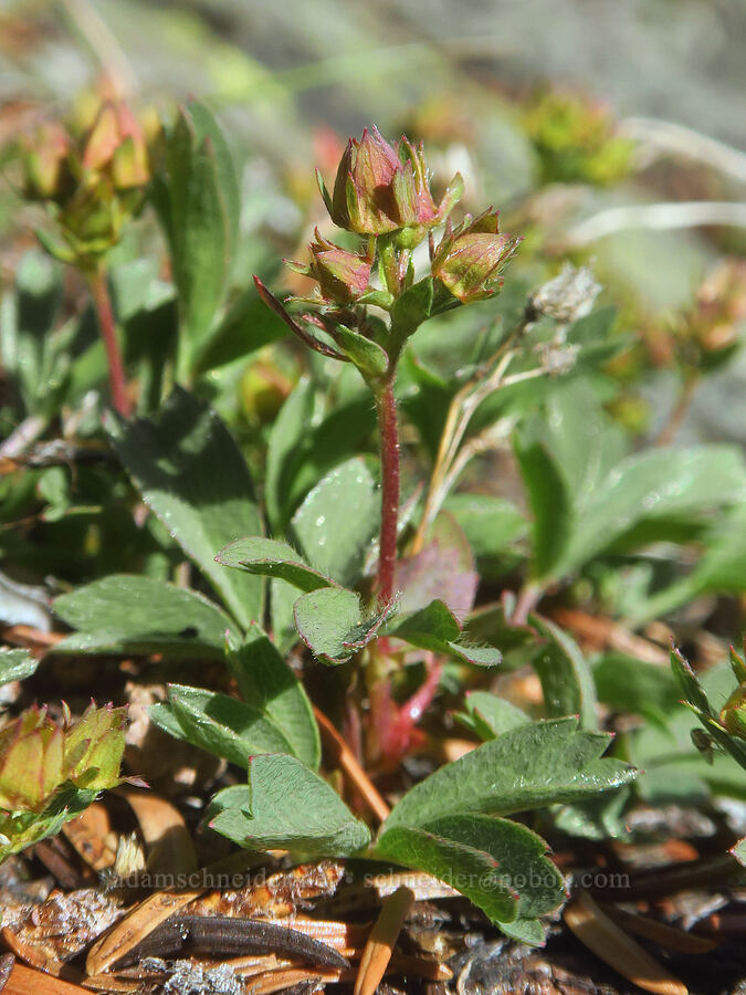 creeping sibbaldia, going to seed (Sibbaldia procumbens (Potentilla sibbaldii)) [Winchester Mountain Trail, Mt. Baker Wilderness, Whatcom County, Washington]