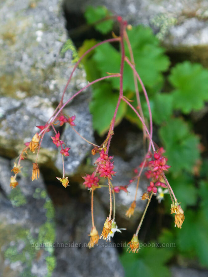 Mertens' saxifrage (Saxifraga mertensiana) [Winchester Mountain Trail, Mt. Baker Wilderness, Whatcom County, Washington]