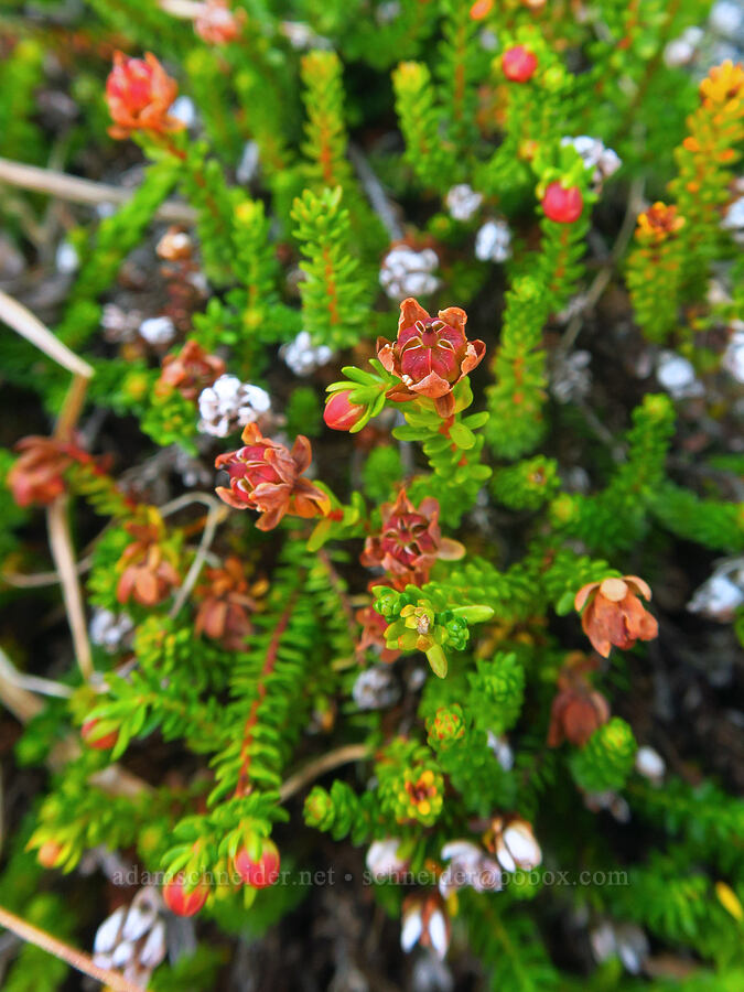 Alaska bell-heather (moss-heather), budding (Harrimanella stelleriana) [Winchester Mountain, Mt. Baker Wilderness, Whatcom County, Washington]