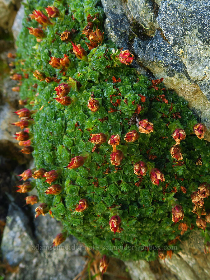 purple saxifrage, going to seed (Saxifraga oppositifolia) [Winchester Mountain, Mt. Baker Wilderness, Whatcom County, Washington]