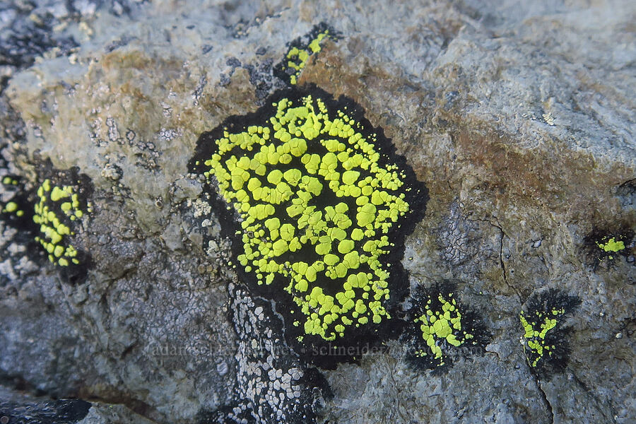 map lichen (Rhizocarpon sp.) [Winchester Mountain, Mt. Baker Wilderness, Whatcom County, Washington]
