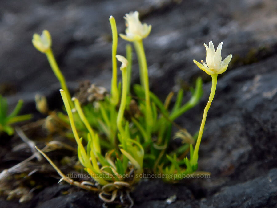 alpine pearlwort (Sagina saginoides) [Winchester Mountain, Mt. Baker Wilderness, Whatcom County, Washington]