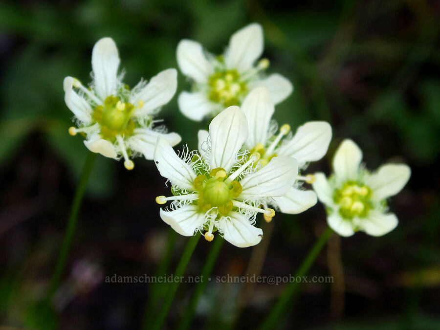 grass-of-Parnassus (Parnassia fimbriata) [Winchester Mountain, Mt. Baker Wilderness, Whatcom County, Washington]