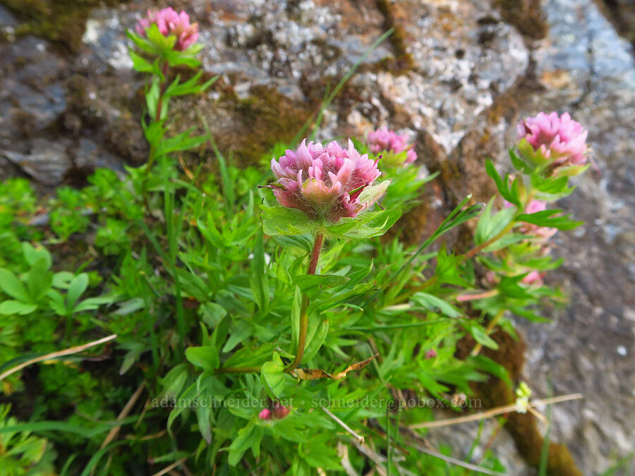 pinkish white paintbrush (Castilleja parviflora var. albida) [Winchester Mountain, Mt. Baker Wilderness, Whatcom County, Washington]