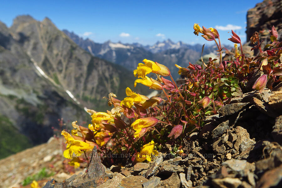 subalpine monkeyflower (Erythranthe caespitosa (Mimulus caespitosus)) [Winchester Mountain, Mt. Baker Wilderness, Whatcom County, Washington]