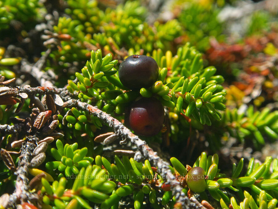 crowberry (Empetrum nigrum) [Winchester Mountain, Mt. Baker Wilderness, Whatcom County, Washington]