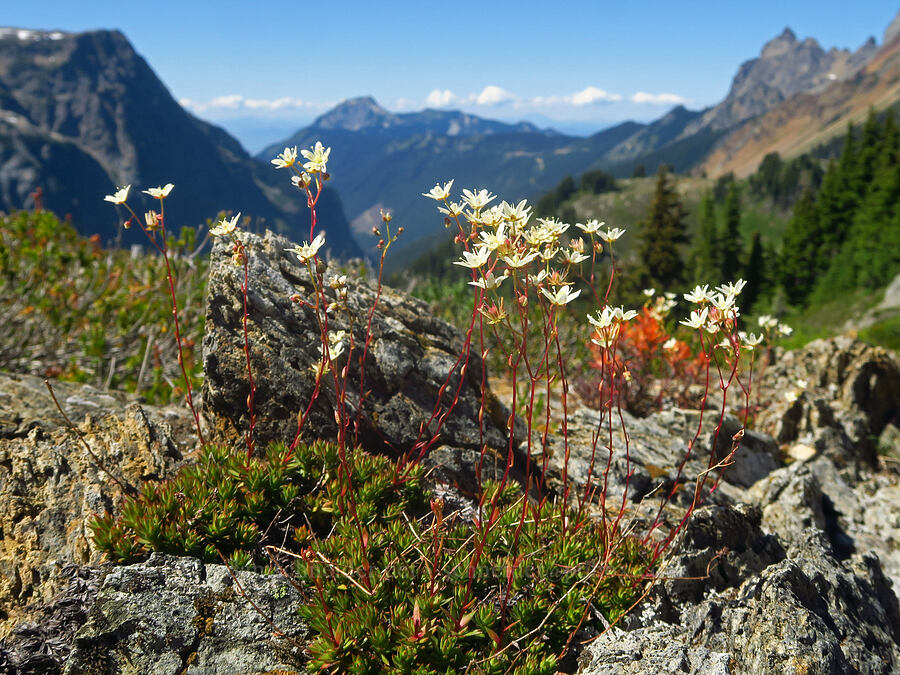 spotted saxifrage (Saxifraga bronchialis ssp. austromontana (Saxifraga austromontana)) [Winchester Mountain, Mt. Baker Wilderness, Whatcom County, Washington]