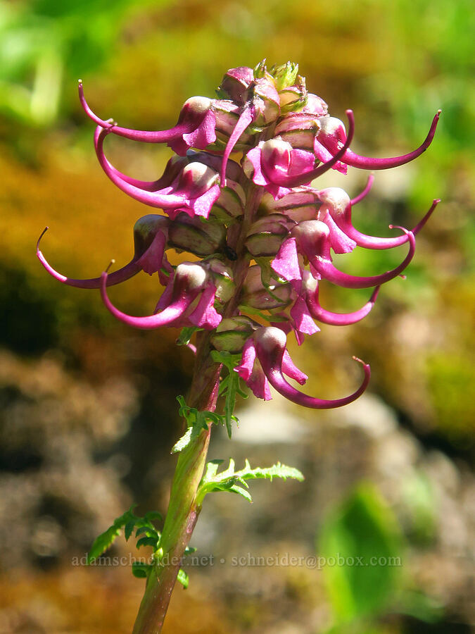 elephant's-head lousewort (Pedicularis groenlandica) [Winchester Mountain, Mt. Baker Wilderness, Whatcom County, Washington]