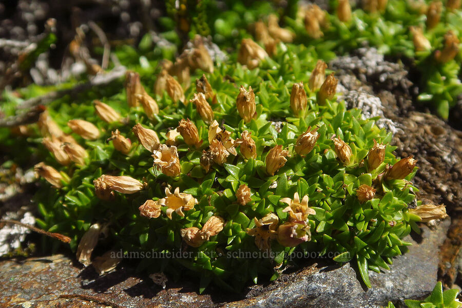moss campion, going to seed (Silene acaulis) [Winchester Mountain, Mt. Baker Wilderness, Whatcom County, Washington]