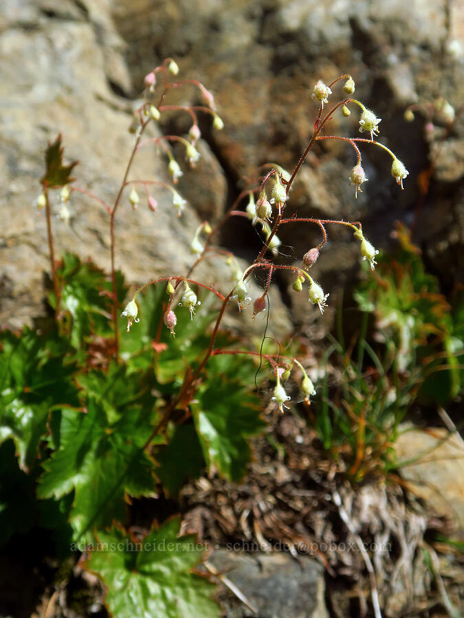 alpine alumroot (Heuchera glabra) [Winchester Mountain, Mt. Baker Wilderness, Whatcom County, Washington]