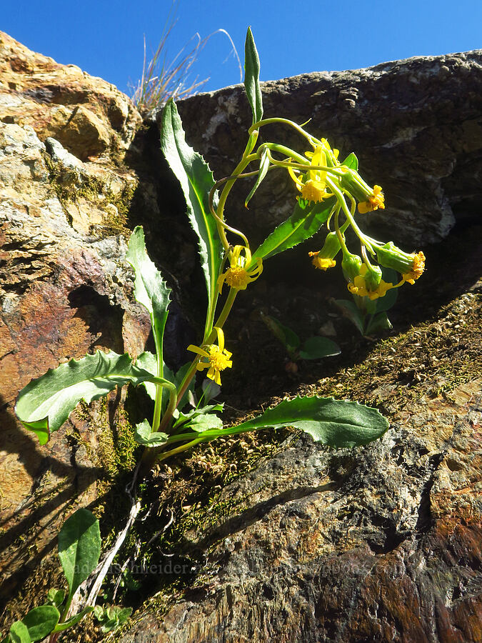 Elmer's ragwort (Senecio elmeri) [Winchester Mountain, Mt. Baker Wilderness, Whatcom County, Washington]