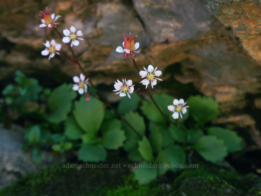 Lyall's saxifrage (Micranthes lyallii (Saxifraga lyallii)) [Winchester Mountain, Mt. Baker Wilderness, Whatcom County, Washington]