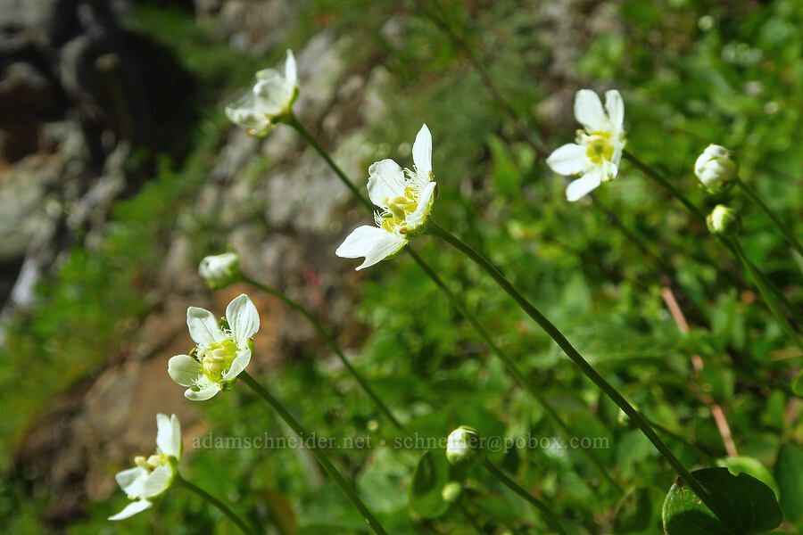 grass-of-Parnassus (Parnassia fimbriata) [Winchester Mountain, Mt. Baker Wilderness, Whatcom County, Washington]