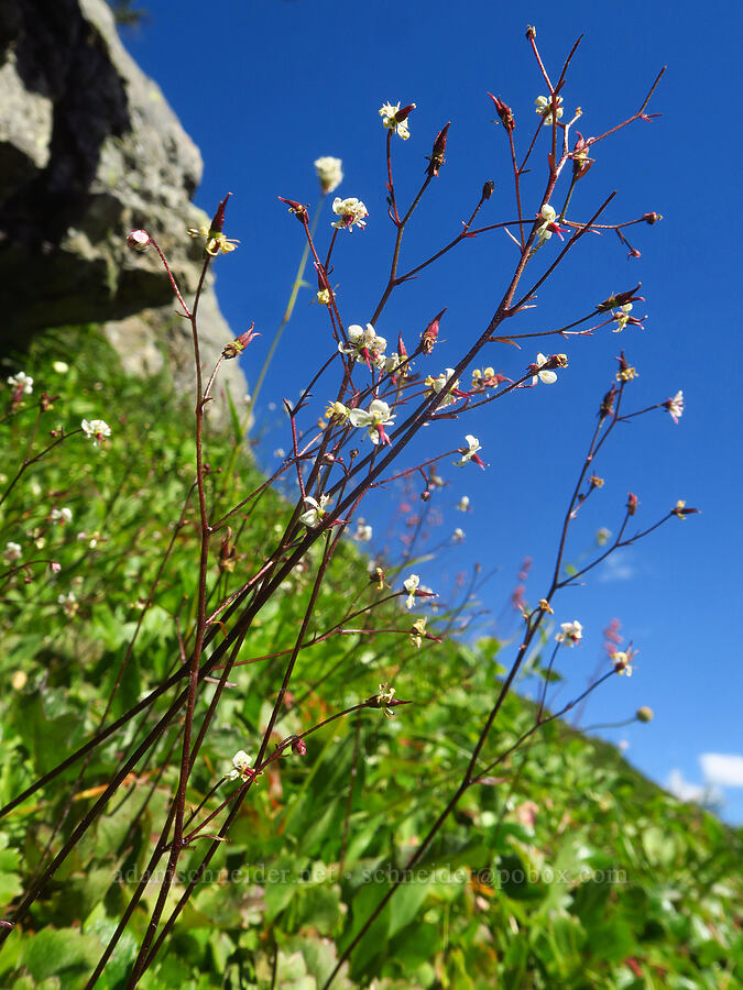 Lyall's saxifrage (Micranthes lyallii (Saxifraga lyallii)) [Winchester Mountain, Mt. Baker Wilderness, Whatcom County, Washington]