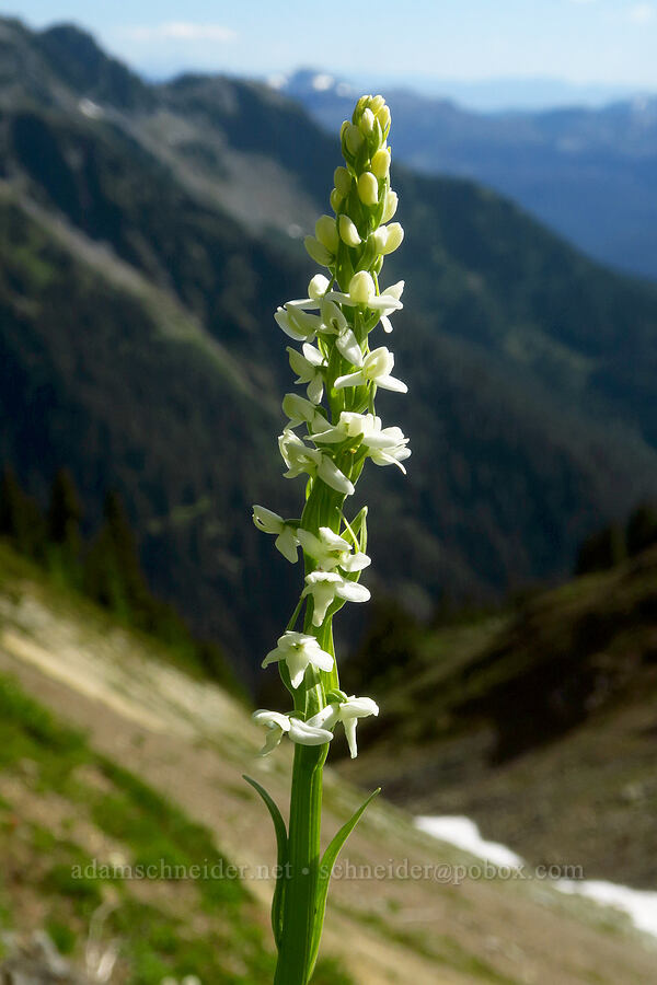 white bog orchid (Platanthera dilatata (Habenaria dilatata)) [Winchester Mountain, Mt. Baker Wilderness, Whatcom County, Washington]