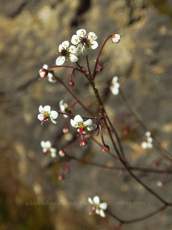 brook saxifrage (Micranthes odontoloma (Saxifraga odontoloma)) [Twin Lakes, Mt. Baker-Snoqualmie National Forest, Whatcom County, Washington]