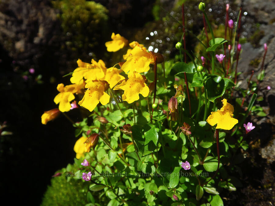 subalpine monkeyflower & willow-herb (Erythranthe caespitosa (Mimulus caespitosus), Epilobium sp.) [Twin Lakes, Mt. Baker-Snoqualmie National Forest, Whatcom County, Washington]