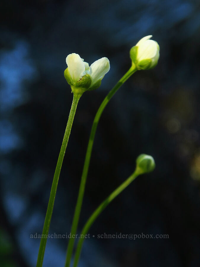 grass-of-Parnassus, budding (Parnassia fimbriata) [Twin Lakes, Mt. Baker-Snoqualmie National Forest, Whatcom County, Washington]