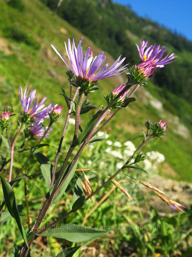 leafy-bract aster (Symphyotrichum foliaceum (Aster foliaceus)) [Forest Road 3065, Mt. Baker-Snoqualmie National Forest, Whatcom County, Washington]