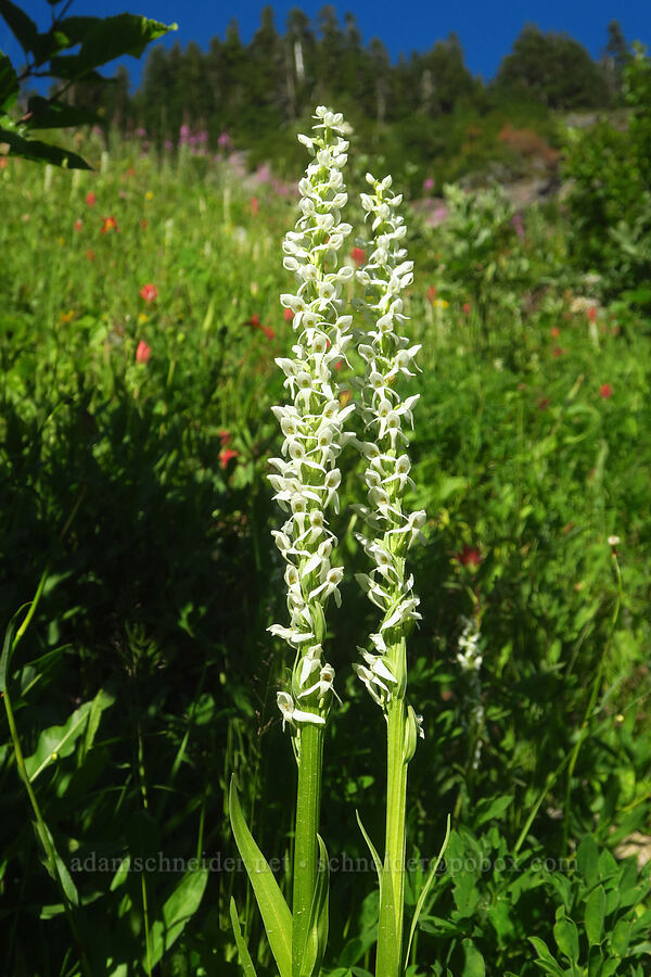 white bog orchid (Platanthera dilatata (Habenaria dilatata)) [Forest Road 3065, Mt. Baker-Snoqualmie National Forest, Whatcom County, Washington]