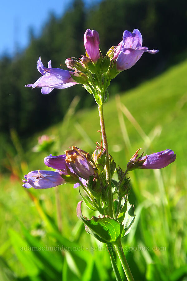 Cascade penstemon (Penstemon serrulatus) [Forest Road 3065, Mt. Baker-Snoqualmie National Forest, Whatcom County, Washington]