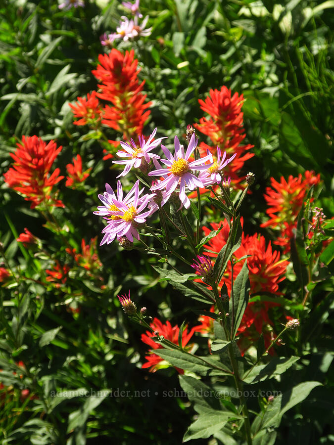 Engelmann's asters & scarlet paintbrush (Eucephalus engelmannii (Aster engelmannii), Castilleja miniata) [Forest Road 3065, Mt. Baker-Snoqualmie National Forest, Whatcom County, Washington]