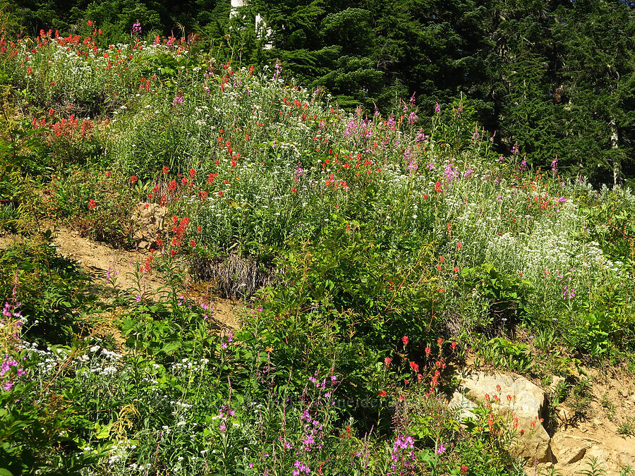 wildflowers (Castilleja miniata, Anaphalis margaritacea, Chamerion angustifolium (Epilobium angustifolium)) [Forest Road 3065, Mt. Baker-Snoqualmie National Forest, Whatcom County, Washington]