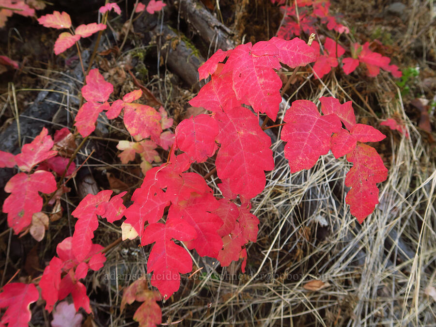 poison-oak leaves (Toxicodendron diversilobum (Rhus diversiloba)) [Wahkeena Trail, Mt. Hood National Forest, Multnomah County, Oregon]