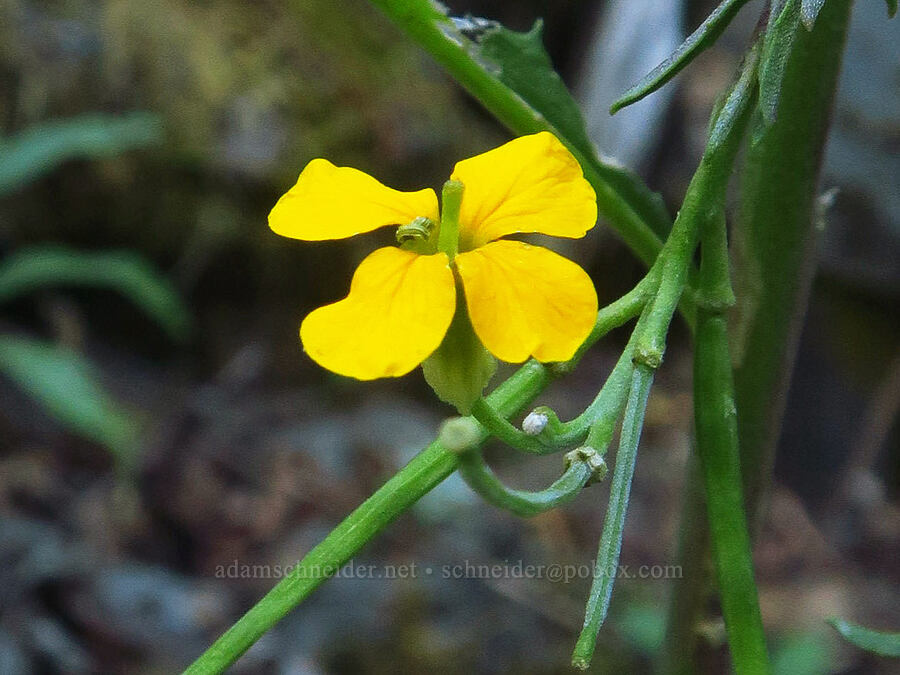 wallflower (Erysimum capitatum) [Wahkeena Trail, Mt. Hood National Forest, Multnomah County, Oregon]