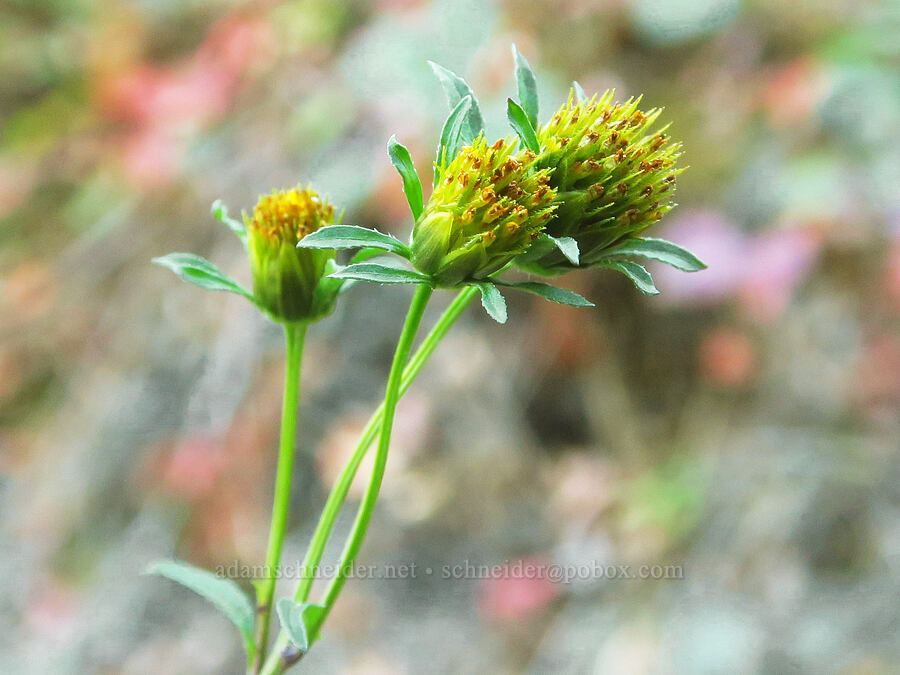 leafy beggar's-ticks (Bidens frondosa) [Wahkeena Trail, Mt. Hood National Forest, Multnomah County, Oregon]