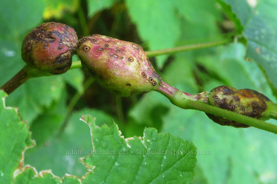 wasp gall on a thumbleberry stem (Diastrophus kincaidii, Rubus parviflorus (Rubus nutkanus)) [Wahkeena Trail, Mt. Hood National Forest, Multnomah County, Oregon]