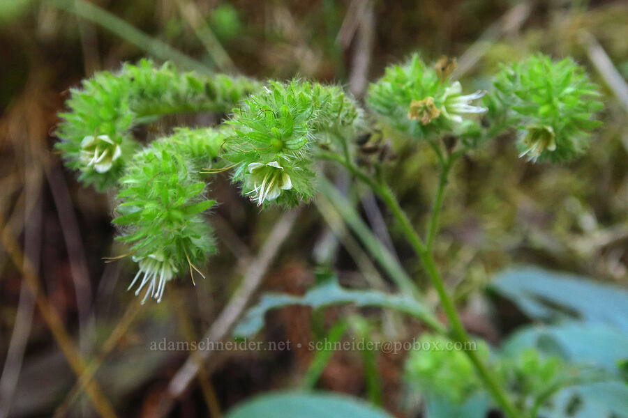 shade phacelia (Phacelia nemoralis) [Wahkeena Trail, Mt. Hood National Forest, Multnomah County, Oregon]