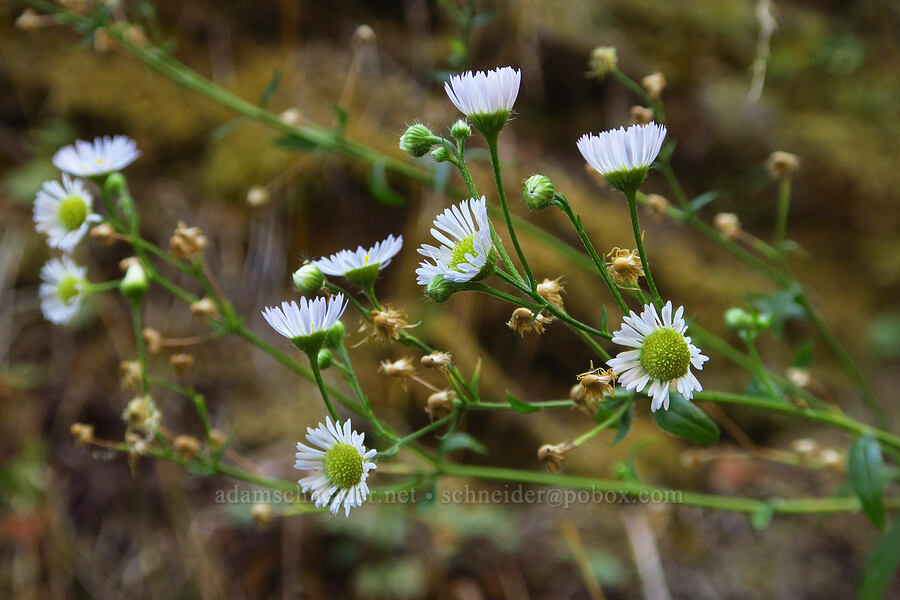 annual fleabane (Erigeron annuus) [Wahkeena Trail, Mt. Hood National Forest, Multnomah County, Oregon]
